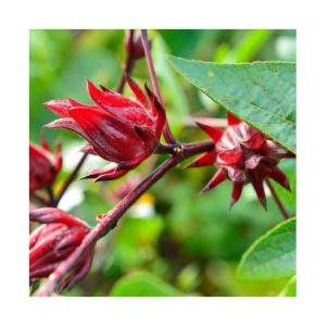 Rosella Flower Seed - 30pcs/100pcs